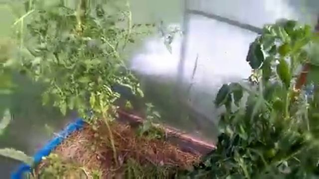 Обзор участка в июле 2018 года-расширенная версия.. смотреть онлайн
