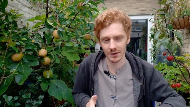 How to Grow Apples in Containers | A Detailed Guide смотреть онлайн