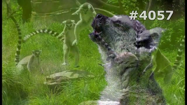 #4057. Лемуры (В мире животных) смотреть онлайн