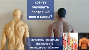 Шея деградирует, мозг стареет, когда слабеют и  атрофируются ромбовидные мышцы. 2 упражнения