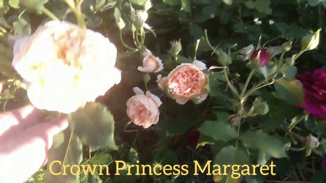 Англійські та плетисті троянди 2020 Ч2. English roses смотреть онлайн