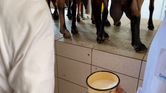 Экскурсия на ферму в рамках корпоративного мероприятия. смотреть онлайн