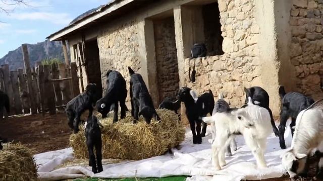 Funniest Goat Videos , Cute Pet Compilation смотреть онлайн