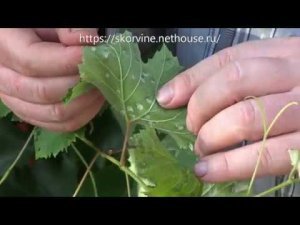 Виноградный зудень - меры борьбы