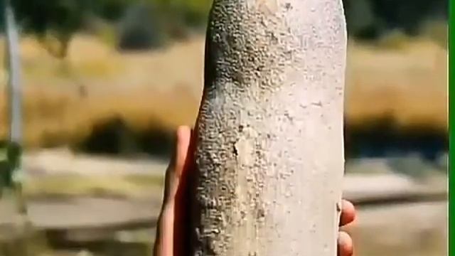 Колбаса и хлеб растут на деревьях. смотреть онлайн