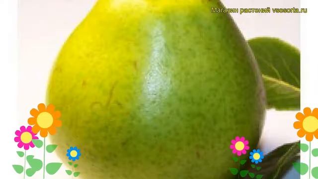 Груша Памяти Паршина. Краткий обзор, описание характеристик Pyrus Communis Pamyati Parshina