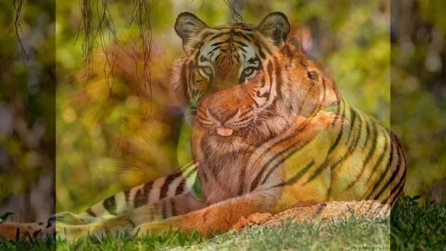 дикие животные часть 2 смотреть онлайн