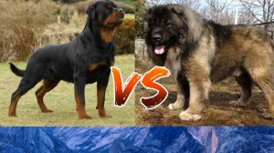#Ротвейлер против Кавказская овчарка//Animals Battle//