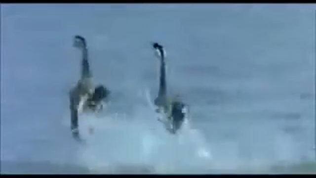 Кабардинские танцы смотреть онлайн