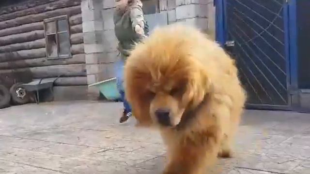 OTGON OD KRASNYI BOGATERI, импортирован из Монголии, 100% Китай