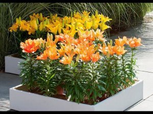 Лилии в саду  ТОП 30 самых красивых сортов лилий