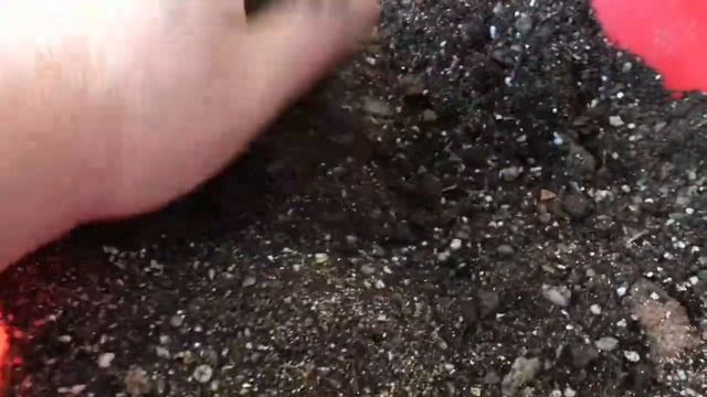 Черенкам Гибискуса больше года. Пересадка в новый горшок. смотреть онлайн