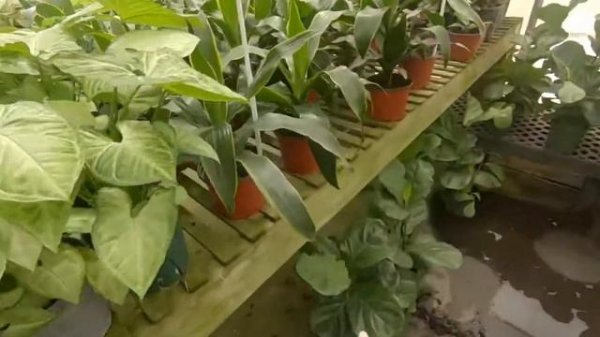 Come Plant Shopping With Me in Columbia, SC ~ Independent Plant Nurseries and Big Box Stores