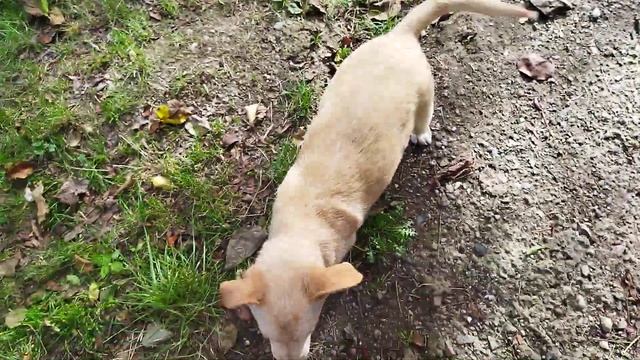 Нам привезли дрова(брëвна) на зиму