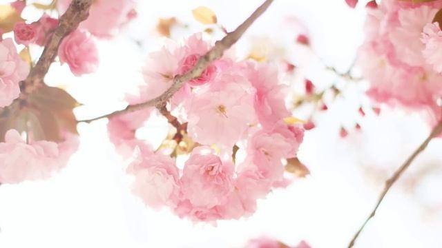 ОШО. ДЕЙСТВИТЕЛЬНОСТЬ