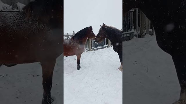 Жеребец /выбирает /Кобылицу смотреть онлайн