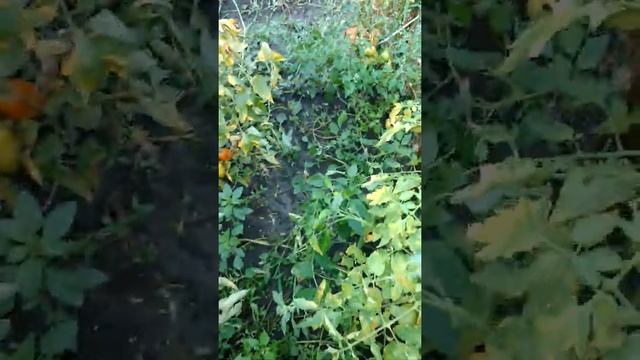 Томат  Малиновое Виконте 2020г.