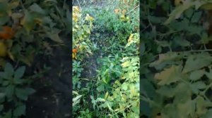 Томат  Малиновое Виконте 2020г.