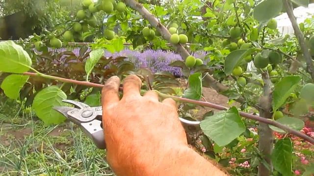 Обрезка сливы. Формировка дерева вдоль дорожки. смотреть онлайн