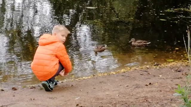 Собираем грибы в Финляндии осенью 2018 смотреть онлайн