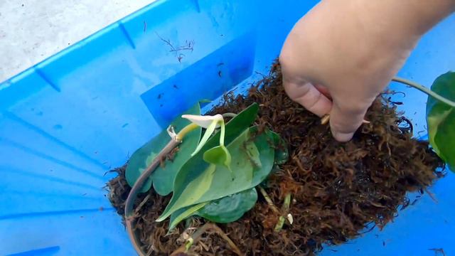 Sphagnum moss atanga propagation update video смотреть онлайн