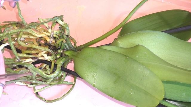 ПЕРЕСАДКА ОРХИДЕИ Cleopatra смотреть онлайн