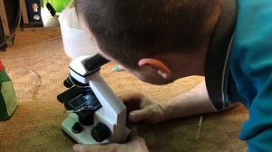 Проверяем тетраселмис на осмосе новым микроскопом/Check tetraselmis on osmosis with a new microscop