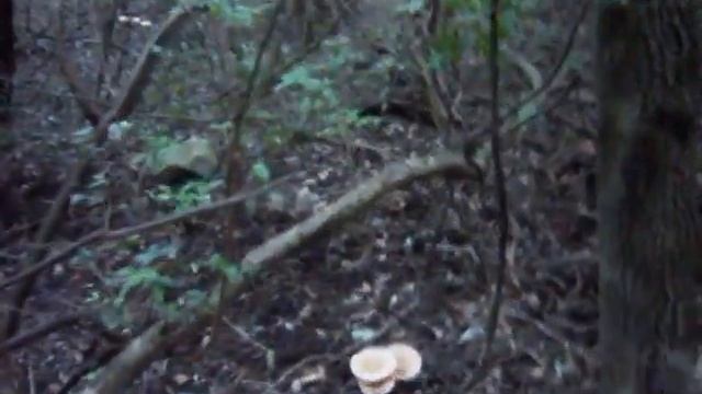 Le geotropa del cardinale 2 смотреть онлайн