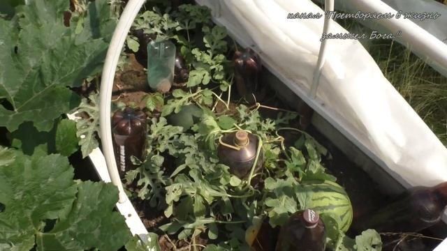 Новые ,особенные арбузы лучшие для средней полосы смотреть онлайн