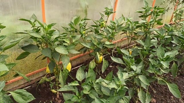 Купили дом на юге .Я всех боюся. Первый арбуз.Прогулка у Понуры.. смотреть онлайн