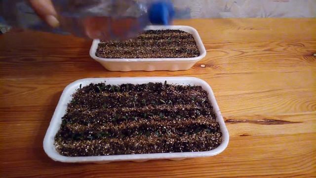 Появились всходы, ухаживаем правильно. смотреть онлайн