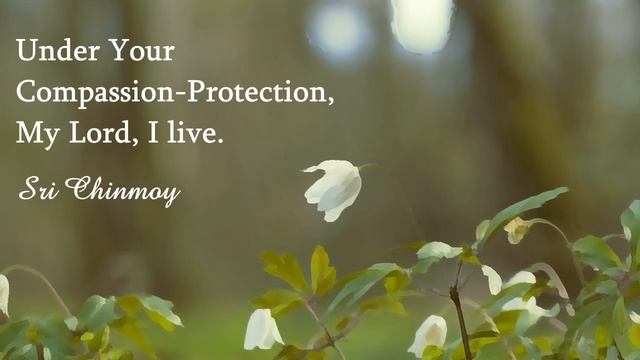 Молитвенные песни о защите "Under Your Compassion Protection" (Шри Чинмой) смотреть онлайн