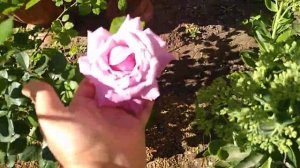 Цветение Роз Чарминг Пиано,Гранд Аморе , Эхинацея.