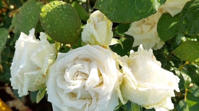 Как сохранить саженцы роз,купленные в коробке ,до высадки в грунт? смотреть онлайн