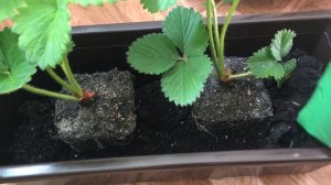 Как пересадить цветущие кустики земляники? Чем удобрять землянику?