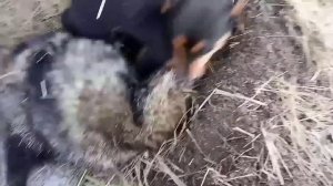 Таксы на охоте. Охота на енота с таксами.