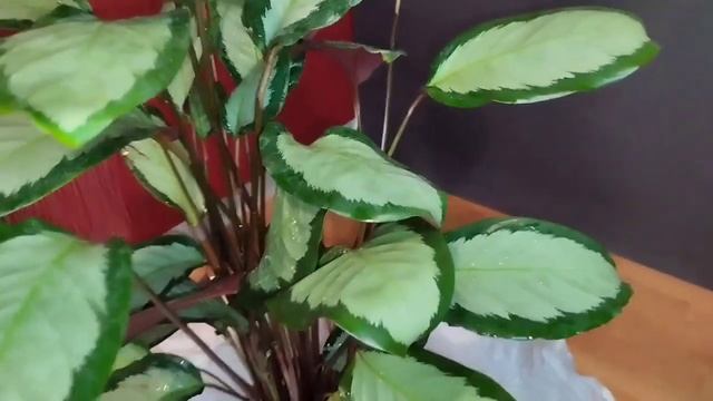 калатея ПИКТУРАТА обработка пересадка (часть 1) смотреть онлайн