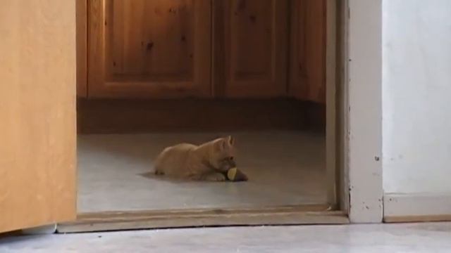 Кот приносит в зубах мячик смотреть онлайн