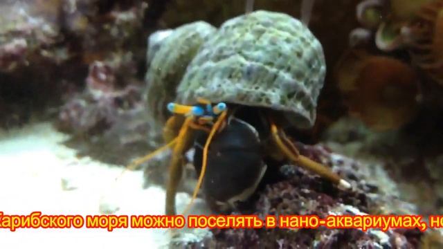 Раки отшельники 2: леденец (мечта), белоточечный, голубоглазый, Хеллоуин смотреть онлайн