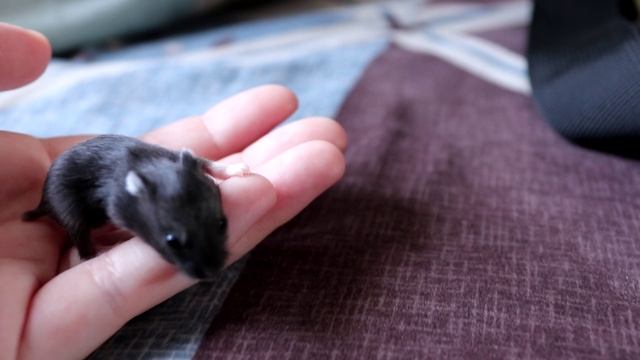 У ХОМЯЧКОВ КЭМПБЕЛЛА ОТКРЫЛИСЬ ГЛАЗКИ смотреть онлайн