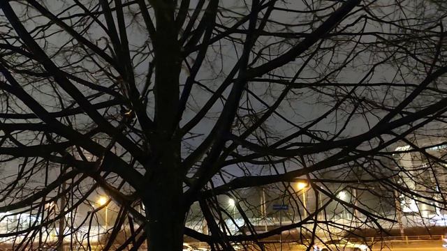 VID 20230126 192331 Голубь (Гийом Аполлинер)...Павел Васильев Лахтинский смотреть онлайн