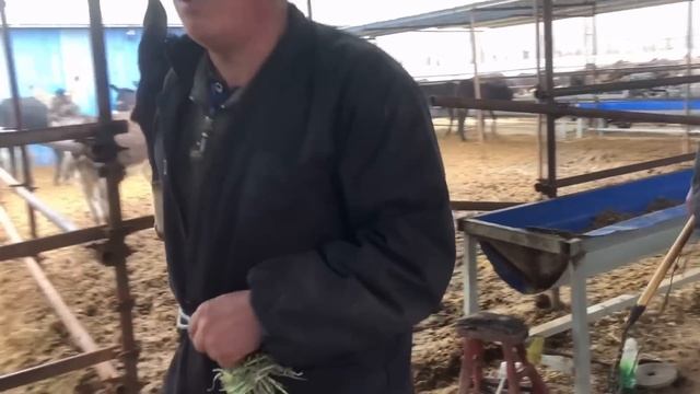 长的“蚕蛹蹄”驴都无法走路，铲长蹄切肉垫，落底发现灰指甲，切了以后太舒服了！【二溜子视频】 смотреть онлайн