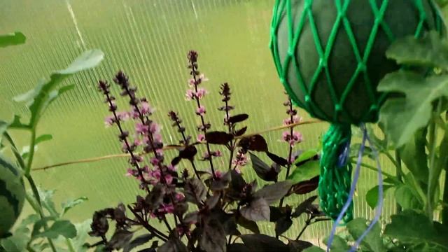 212_Как и зачем сеять базилик смотреть онлайн