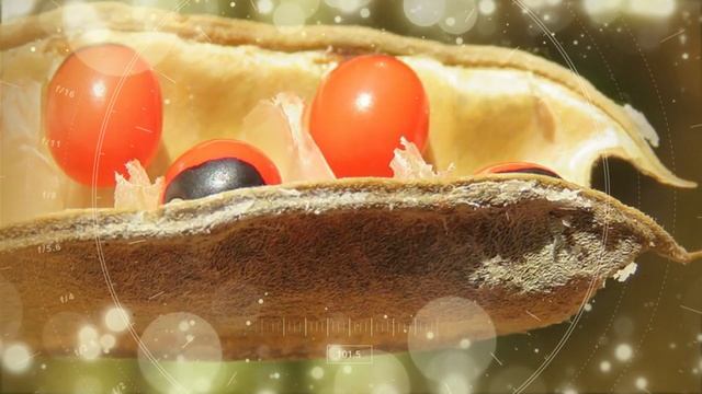 10 самых противных и опасных цветов на Земле смотреть онлайн
