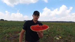 Арбуз Мирсини F1- новый гибрид для реализации в сетях