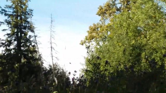 С утра Кузю выгуливать!пчелки в работе..грибы.. смотреть онлайн