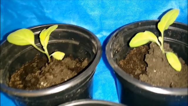 пикировка рассады  баклажан