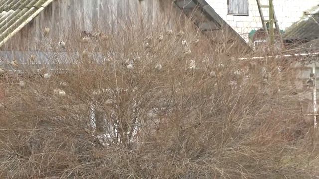 Птицы рядом с нами смотреть онлайн