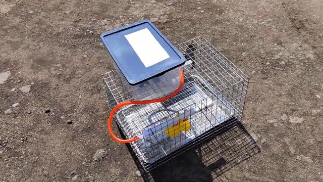 Клетка для перепелов из сетки на 10-15 голов смотреть онлайн
