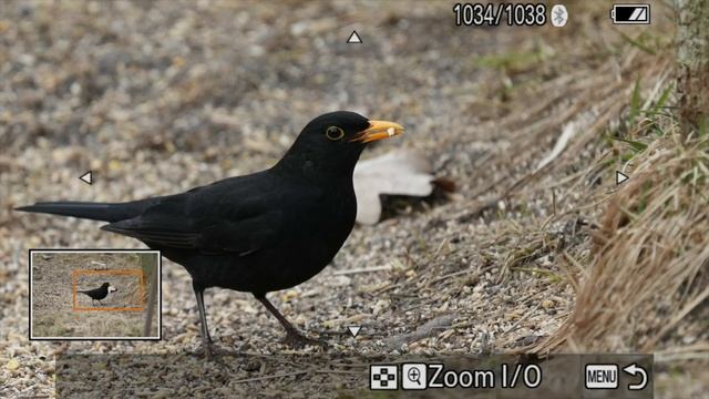 The lens of your WILDLIFE dreams - Sony FE 200-600 G OSS Long-Term Review смотреть онлайн